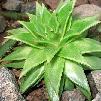 Echeveria agavoides - 20+ Seed Pack - Exotic Succulent - Combined Global Shipping - NEW