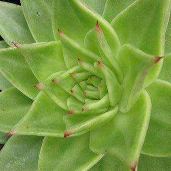 Echeveria agavoides - 20+ Seed Pack - Exotic Succulent - Combined Global Shipping - NEW