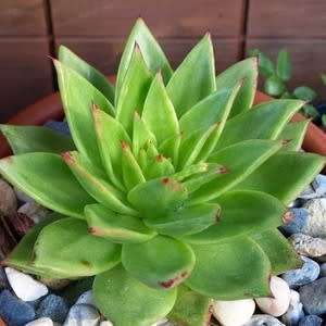 Echeveria agavoides - 20+ Seed Pack - Exotic Succulent - Combined Global Shipping - NEW