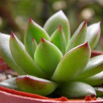 Echeveria agavoides - 20+ Seed Pack - Exotic Succulent - Combined Global Shipping - NEW
