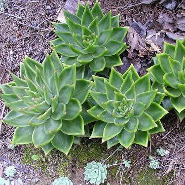 Echeveria agavoides - 20+ Seed Pack - Exotic Succulent - Combined Global Shipping - NEW