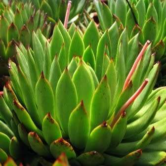 Echeveria agavoides - 20+ Seed Pack - Exotic Succulent - Combined Global Shipping - NEW