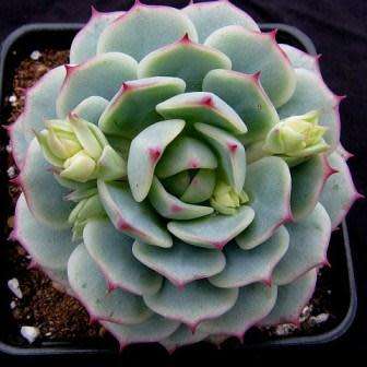 Echeveria derenbergii Seeds - Exotic Succulent - Verified Seller - Insured Combined Shipping - NEW