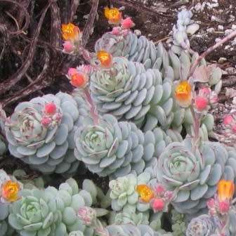 Echeveria derenbergii Seeds - Exotic Succulent - Verified Seller - Insured Combined Shipping - NEW