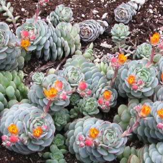 Echeveria derenbergii Seeds - Exotic Succulent - Verified Seller - Insured Combined Shipping - NEW