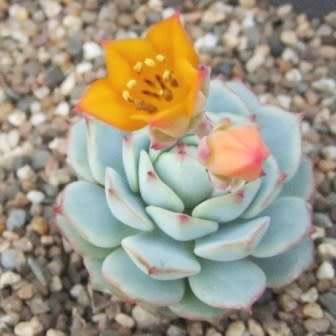Echeveria derenbergii Seeds - Exotic Succulent - Verified Seller - Insured Combined Shipping - NEW