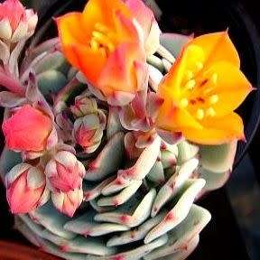 Echeveria derenbergii Seeds - Exotic Succulent - Verified Seller - Insured Combined Shipping - NEW