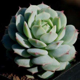 Echeveria derenbergii Seeds - Exotic Succulent - Verified Seller - Insured Combined Shipping - NEW