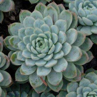 Echeveria elegans - 20 Seed Pack - Exotic Succulent - Insured Combined Global Shipping - NEW