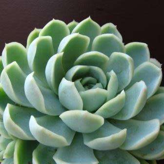 Echeveria elegans - 20 Seed Pack - Exotic Succulent - Insured Combined Global Shipping - NEW