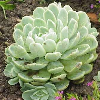 Echeveria elegans - 20 Seed Pack - Exotic Succulent - Insured Combined Global Shipping - NEW