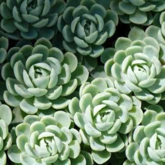 Echeveria elegans - 20 Seed Pack - Exotic Succulent - Insured Combined Global Shipping - NEW