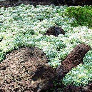 Echeveria elegans - 20 Seed Pack - Exotic Succulent - Insured Combined Global Shipping - NEW