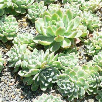 Echeveria elegans - 20 Seed Pack - Exotic Succulent - Insured Combined Global Shipping - NEW