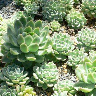 Echeveria elegans - 20 Seed Pack - Exotic Succulent - Insured Combined Global Shipping - NEW