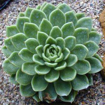 Echeveria elegans - 20 Seed Pack - Exotic Succulent - Insured Combined Global Shipping - NEW