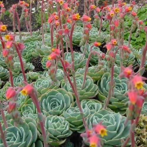 Echeveria imbricata Seeds - Exotic Succulent - Insured Combined Global Shipping - NEW