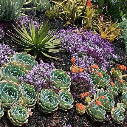 Echeveria imbricata Seeds - Exotic Succulent - Insured Combined Global Shipping - NEW