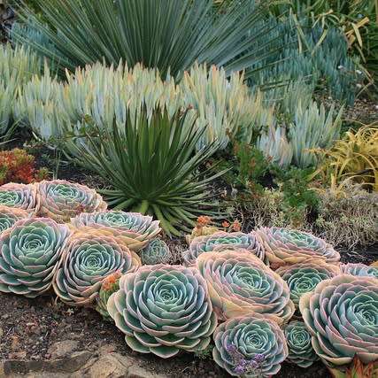 Echeveria imbricata Seeds - Exotic Succulent - Insured Combined Global Shipping - NEW