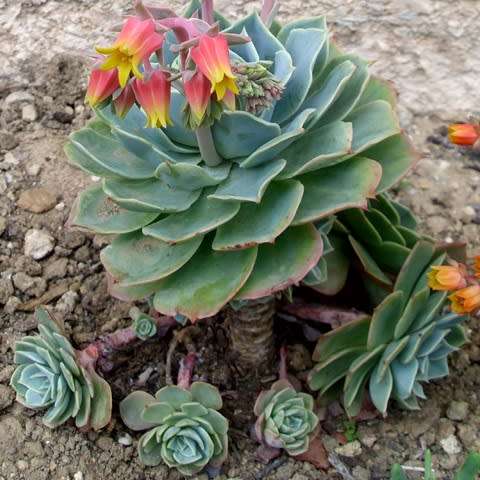 Echeveria imbricata Seeds - Exotic Succulent - Insured Combined Global Shipping - NEW