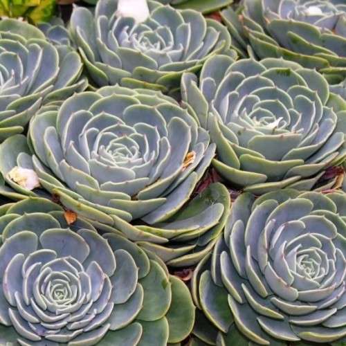 Echeveria imbricata Seeds - Exotic Succulent - Insured Combined Global Shipping - NEW