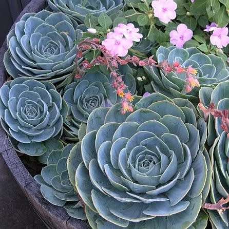 Echeveria imbricata Seeds - Exotic Succulent - Insured Combined Global Shipping - NEW