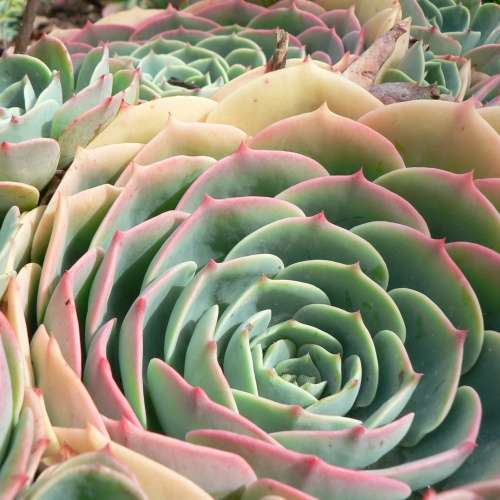 Echeveria imbricata Seeds - Exotic Succulent - Insured Combined Global Shipping - NEW