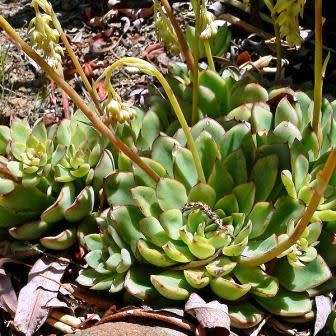 Echeveria pulidonis - 20+ Seed Pack - Exotic Succulent - Insured Combined Global Shipping - NEW