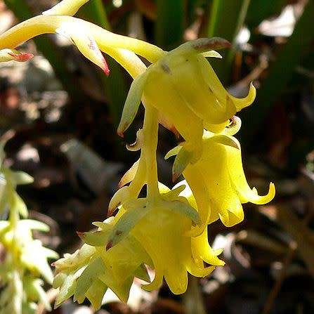 Echeveria pulidonis - 20+ Seed Pack - Exotic Succulent - Insured Combined Global Shipping - NEW