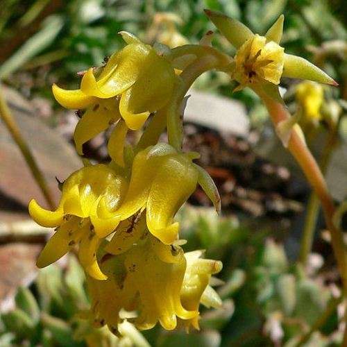 Echeveria pulidonis - 20+ Seed Pack - Exotic Succulent - Insured Combined Global Shipping - NEW