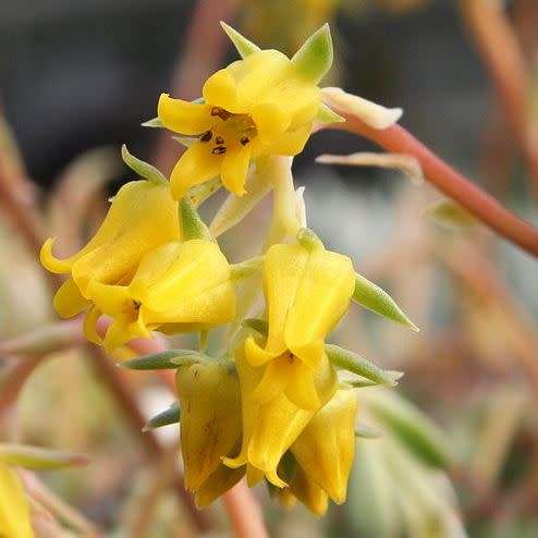 Echeveria pulidonis - 20+ Seed Pack - Exotic Succulent - Insured Combined Global Shipping - NEW