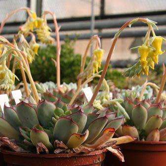 Echeveria pulidonis - 20+ Seed Pack - Exotic Succulent - Insured Combined Global Shipping - NEW