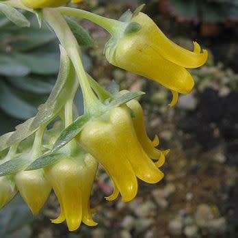 Echeveria pulidonis - 20+ Seed Pack - Exotic Succulent - Insured Combined Global Shipping - NEW