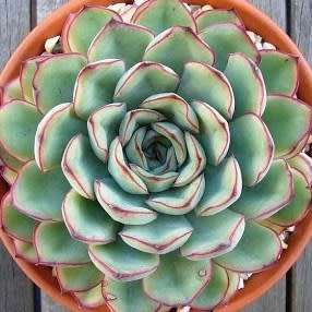 Echeveria pulidonis - 20+ Seed Pack - Exotic Succulent - Insured Combined Global Shipping - NEW