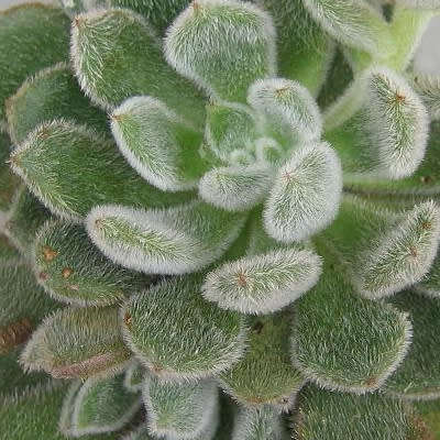 Echeveria pulvinata Seeds - Exotic Succulent - Insured Combined Global Shipping - NEW