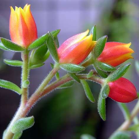 Echeveria pulvinata Seeds - Exotic Succulent - Insured Combined Global Shipping - NEW