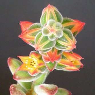 Echeveria pulvinata Seeds - Exotic Succulent - Insured Combined Global Shipping - NEW