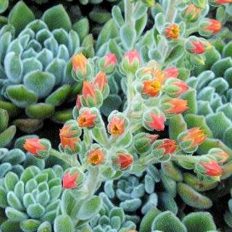 Echeveria pulvinata Seeds - Exotic Succulent - Insured Combined Global Shipping - NEW