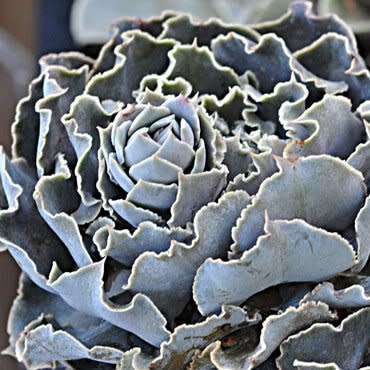 Echeveria shaviana Seeds - Exotic Mexican Succulent - Combined Global Shipping