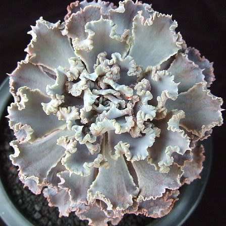 Echeveria shaviana Seeds - Exotic Mexican Succulent - Combined Global Shipping