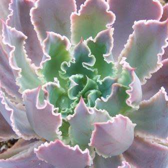 Echeveria shaviana Seeds - Exotic Mexican Succulent - Combined Global Shipping