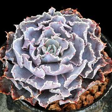 Echeveria shaviana Seeds - Exotic Mexican Succulent - Combined Global Shipping