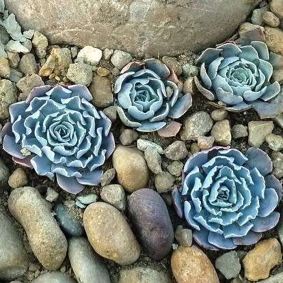 Echeveria shaviana Seeds - Exotic Mexican Succulent - Combined Global Shipping