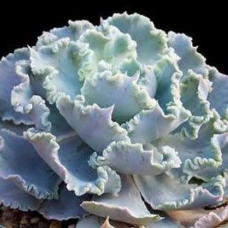 Echeveria shaviana Seeds - Exotic Mexican Succulent - Combined Global Shipping