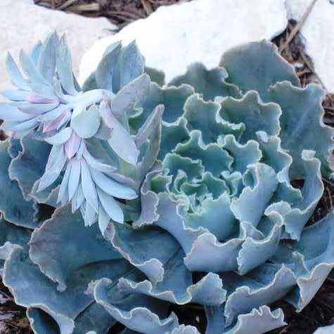 Echeveria shaviana Seeds - Exotic Mexican Succulent - Combined Global Shipping