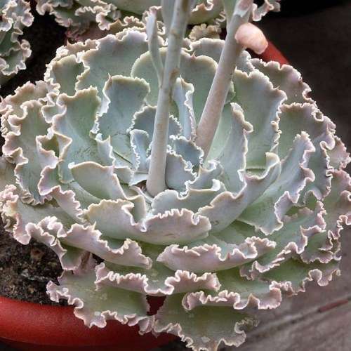 Echeveria shaviana Seeds - Exotic Mexican Succulent - Combined Global Shipping