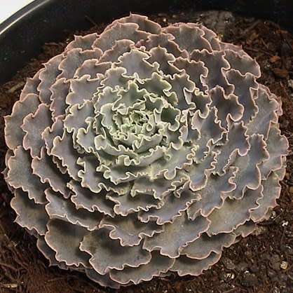 Echeveria shaviana Seeds - Exotic Mexican Succulent - Combined Global Shipping