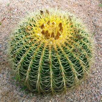 Echinocactus grusonii Seeds - Exotic Succulent Cactus - Combined Shipping - NEW