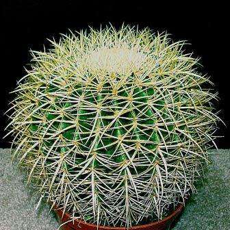 Echinocactus grusonii Seeds - Exotic Succulent Cactus - Combined Shipping - NEW