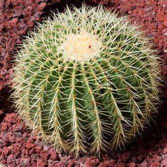Echinocactus grusonii Seeds - Exotic Succulent Cactus - Combined Shipping - NEW